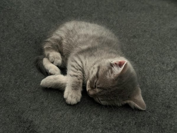 Mastering socialization: proven techniques to help your shy basenji make friends with dogs and meet new people