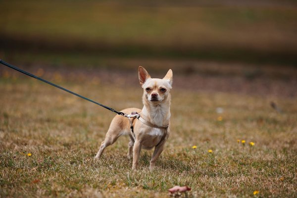 Unraveling the uk"s game plan: tracking and preventing wildlife disease transmission from pets to nature