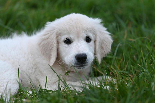 Discover the UK Bat Species Thriving with Garden Bat Boxes: A Guide to Helping Local Wildlife